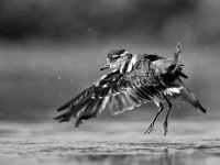 429 - THREE BANDED PLOVER IN FLIGHT - CHEUNG KOON NAM - hong kong <div